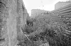 Weeds growing by the Berlin Wall, Berlin, Germany Weeds growing by the Berlin Wall, Berlin, Germany
