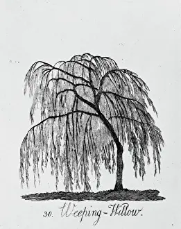 Botanical Prints: Weeping Willow Print from 1786 Tree Series