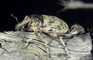 Weevil beetle - on dry branch of a Saxaul bush Weevil beetle - on dry branch of a Saxaul bush