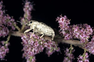 Weevil - on Tamarisk (Tamaricaceae sp.) beetle Weevil - on Tamarisk (Tamaricaceae sp.) beetle