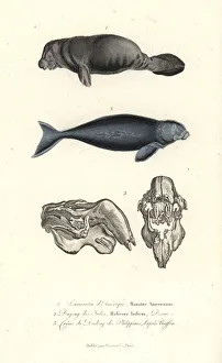West Indian manatee, Trichechus manatus West Indian manatee, Trichechus manatus