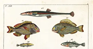 Western Atlantic seabream, porkfish and sticklebacks Western Atlantic seabream, porkfish and sticklebacks