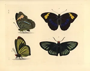 Western blue-banded forester and African giant skipper Western blue-banded forester and African giant skipper