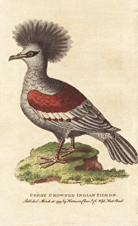 Western crowned pigeon, Goura coronata Western crowned pigeon, Goura coronata