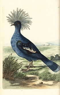 Western crowned pigeon, Goura cristata Vulnerable Western crowned pigeon, Goura cristata Vulnerable