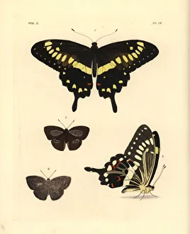 Western emperor swallowtail and Indian sunbeam Western emperor swallowtail and Indian sunbeam