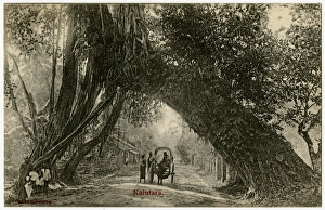 Western Sri Lanka - Kalutara - Amazing tree across a road Western Sri Lanka - Kalutara - Amazing tree across a road