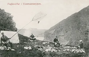 Westman Islands, Iceland - Puffin Catching. Date: circa 1903 Westman Islands, Iceland - Puffin Catching. Date: circa 1903