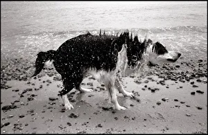 Wet dog shaking off water Sizewell beach Wet dog shaking off water Sizewell beach