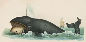 Marine Life Prints: WHALE C1870