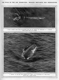 Whales mistaken for u-boats during WW1 Whales mistaken for u-boats during WW1