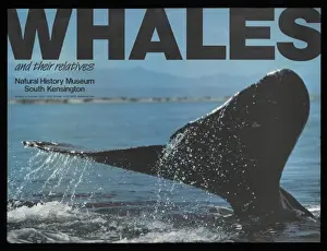 Mary Evans Prints Online Whales Print 1984 Exhibition Poster