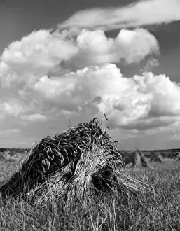 Traditional Farming Methods Prints: Wheat Stooks
