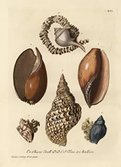 Whelks and sea snails with eggs Whelks and sea snails with eggs