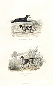 Whippet, basset hound, and hunting dog Whippet, basset hound, and hunting dog