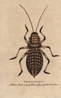 Prints of Whistle insect, Eugaster spinulosa George Edwards Prints: Whistle Insect, Eugaster spinulosa Print (1798)