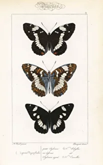 White admiral and southern white admiral White admiral and southern white admiral
