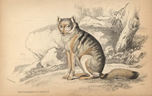 White-barred aguara fox, Cerdocyon mesoleucus White-barred aguara fox, Cerdocyon mesoleucus