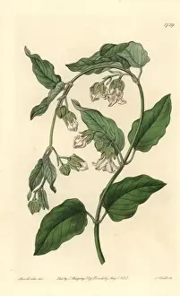 Handcolored Engravings Prints: White bladderbloom or bladder flower, Araujia sericifera