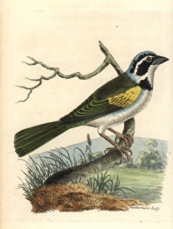 White-browed brush finch, Arremon torquatus White-browed brush finch, Arremon torquatus
