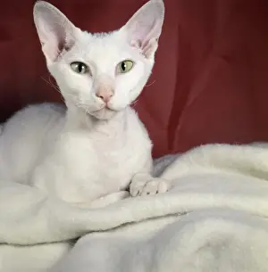 Unusual Animal Friends Prints: White cat with red background