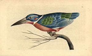 White collared kingfisher, Alcedo caerulea White collared kingfisher, Alcedo caerulea