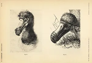White dodo heads by Cornelis Saftleven and Jan Goeimare White dodo heads by Cornelis Saftleven and Jan Goeimare