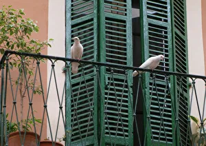 Two white doves on a balcony with green shutters, Palma Two white doves on a balcony with green shutters, Palma