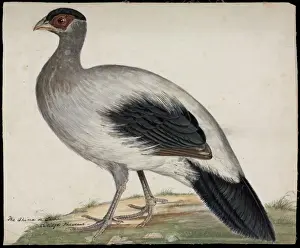 White Eared Pheasant Prints: White-eared Pheasant Print, c. 1850s