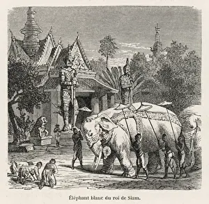 White Elephant Siam 19C Print