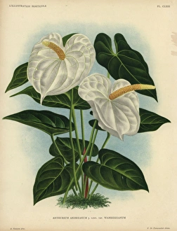 White flamingo flower or anthurium lily, Anthurium White flamingo flower or anthurium lily, Anthurium