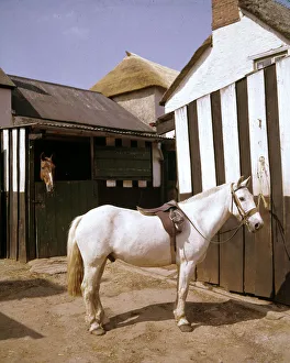 White horse with saddle and bridle in stable yard White horse with saddle and bridle in stable yard