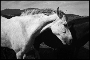 White horse in Spanish landscape, Spain White horse in Spanish landscape, Spain
