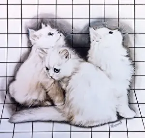 Malcolm Greensmith Artist Prints: Three white kittens