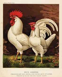 White leghorns or Livorno cock and hen White leghorns or Livorno cock and hen