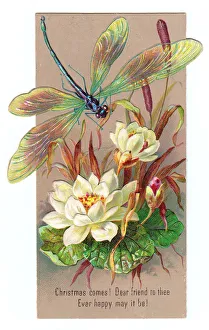 White lilies and dragonfly on a Christmas card White lilies and dragonfly on a Christmas card
