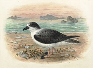 White-naped Petrel, Pterodroma cervicalis White-naped Petrel, Pterodroma cervicalis
