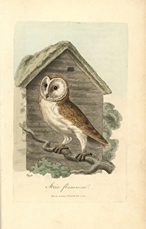 White owl, barn owl, Strix flammea, Tyto alba White owl, barn owl, Strix flammea, Tyto alba