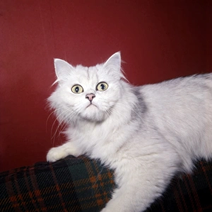 White Persian cat with red background White Persian cat with red background