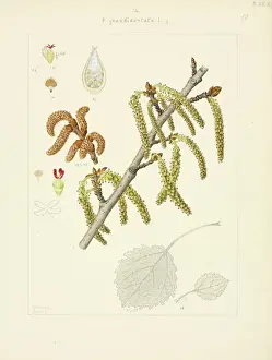 Eudicot Flowering Plants Prints: White poplar