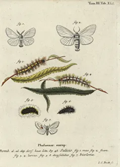 White satin and white prominent moths White satin and white prominent moths