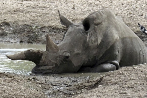 White / Square-lipped Rhino - resting in muddy pool White / Square-lipped Rhino - resting in muddy pool