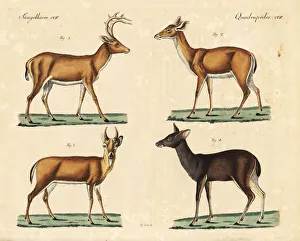 White-tailed deer and Malayan sambar deer White-tailed deer and Malayan sambar deer
