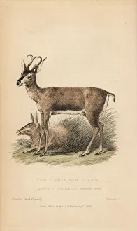 White-tailed deer, Odocoileus virginianus White-tailed deer, Odocoileus virginianus