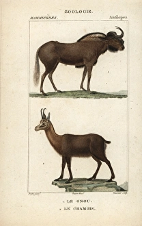 White-tailed gnu, Connochaetes gnou, and Pyrenean White-tailed gnu, Connochaetes gnou, and Pyrenean