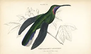 White-tailed sabrewing, Campylopterus ensipennis White-tailed sabrewing, Campylopterus ensipennis