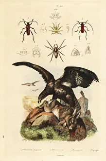 White-tailed sea eagle, water spider, Purpuricenus White-tailed sea eagle, water spider, Purpuricenus