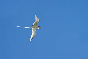 White-tailed Tropicbird Adult Over Ilot Gabriel Island Print