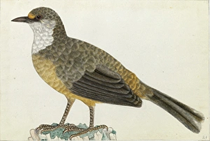 White-throated Laughingthrush White-throated Laughingthrush