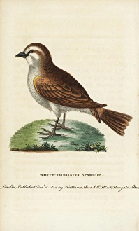 White throated sparrow, Zonotrichia albicollis White throated sparrow, Zonotrichia albicollis